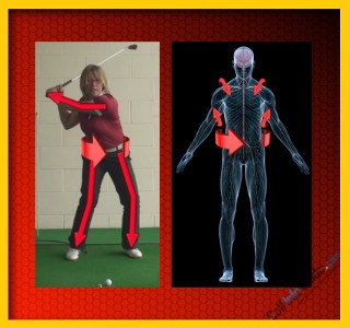 Understanding the Big Muscle Swing