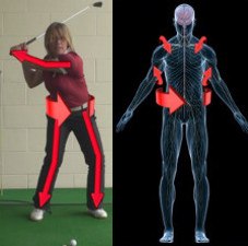 Muscles – Golf Lessons & Tips